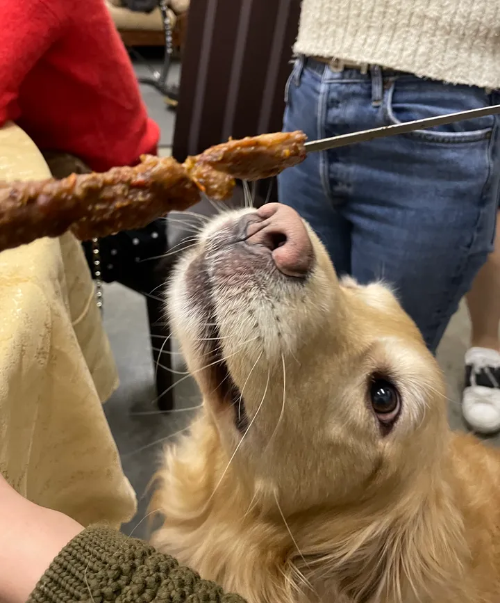 Cute dog picture most definitely