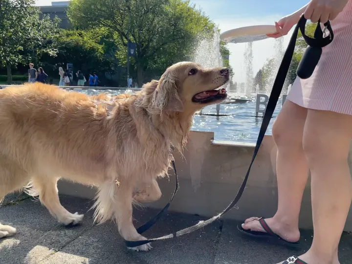 Cute dog picture most definitely