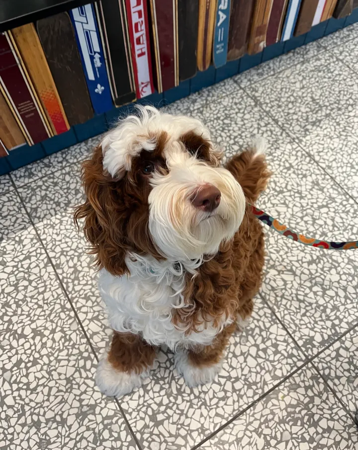 Cute dog picture most definitely