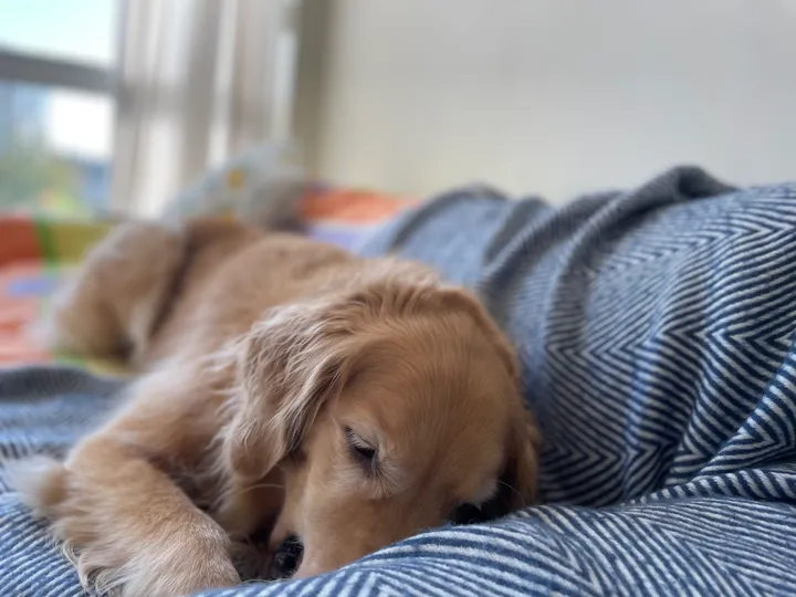 Cute dog picture most definitely