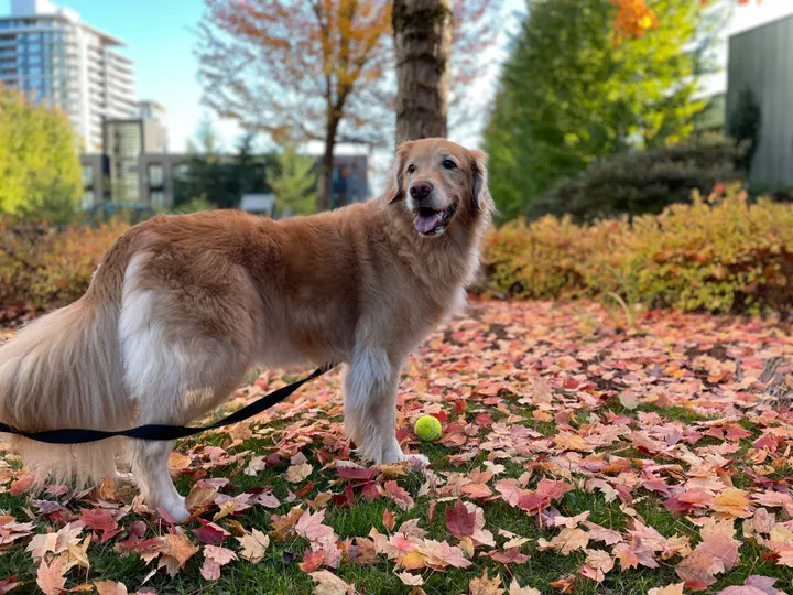 Cute dog picture most definitely